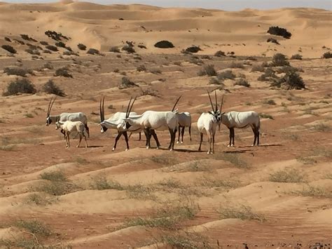 Experience Unseen Trails Of Dubai Dubai Desert Conservation Reserve