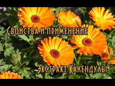 Экстракт Календулы // Полезные свойства календулы // Календула в ...
