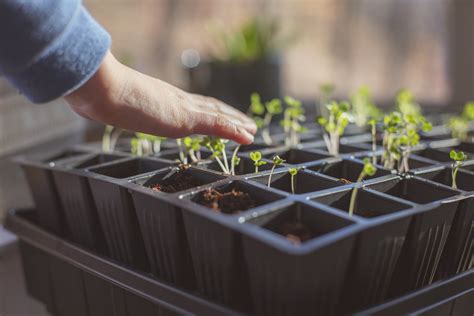 Vegetable Gardening in Tennessee — Bradley County Master Gardeners of ...