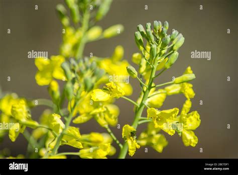 Broccoli Flower Bloom