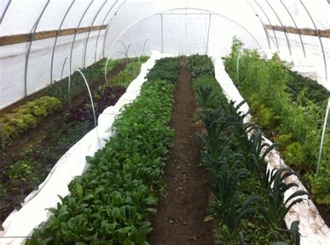 9 of the Best Winter Crops to Grow in a High Tunnel | Profitable Farming - Tunnel Vision Hoops LLC