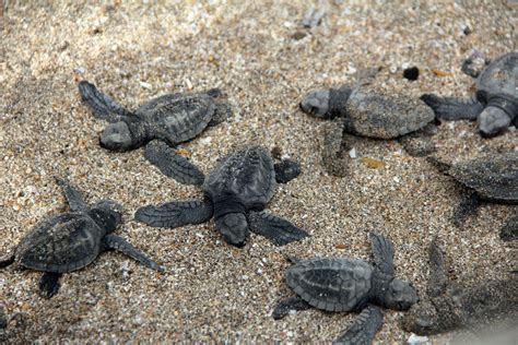 55 Juta Hektare Habitat Penyu Jadi Kawasan Konservasi