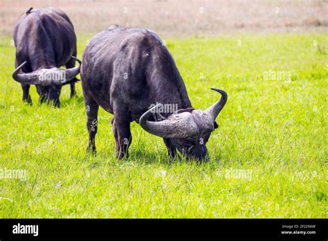 Gorgeous African Buffalo Stock Photo Alamy