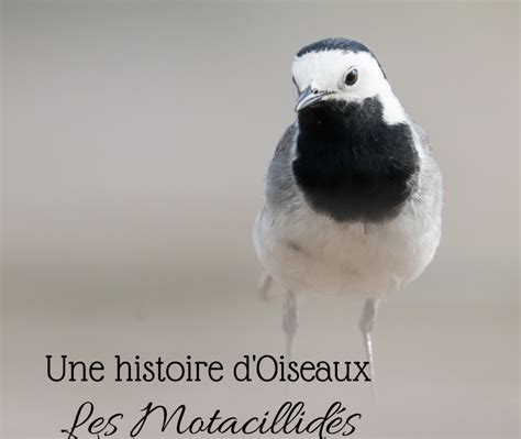 Une Histoire D Oiseaux Une Histoire De Plumes