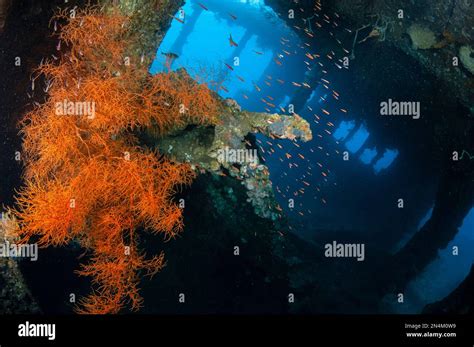 Indo Pacific Ship Coral Hi Res Stock Photography And Images Alamy