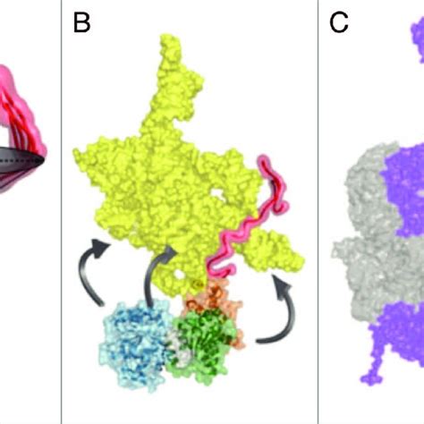 Rna Interactions With Regions Of Dead Box Proteins Outside The Helicase