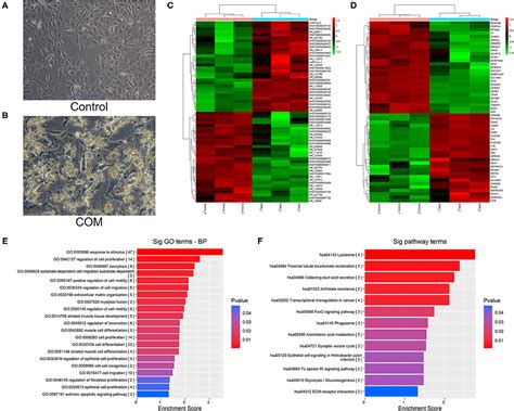 Frontiers Lncrna Spanxa Ot Participates In The Occurrence And