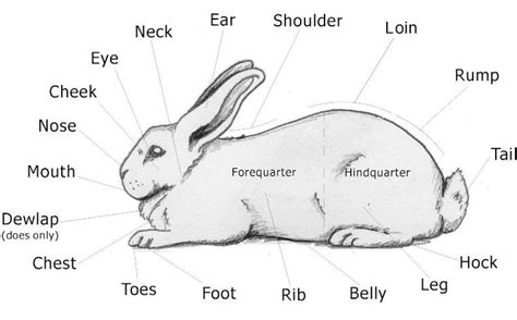 A Diagram Of A Rabbit Rabbit Anatomy Chart Poster Laminated