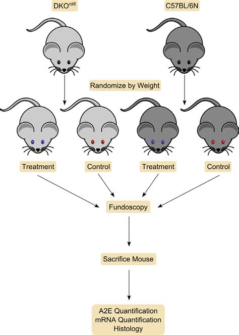 In Group Control Experiments Dkord8 And C57bl 6 Wt Mice Are Download Scientific Diagram