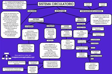 Mapas Conceptuales Del Sistema Circulatorio Descargar The Best Porn