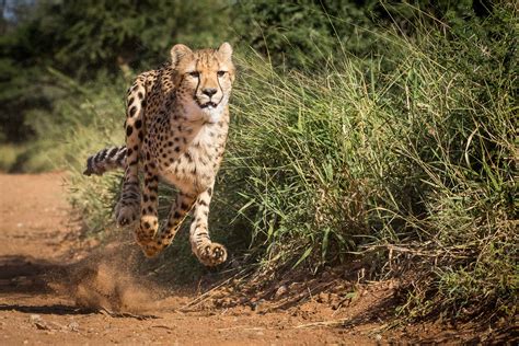 10 of the Fastest Animals on Earth - MyStart