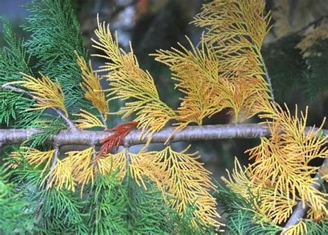 When Inner Conifer Needles Turn Yellow Or Brown A Way To Garden