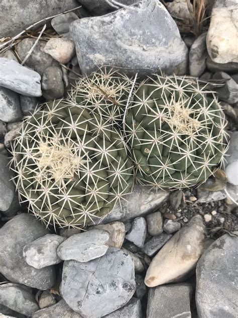 Coryphantha Salinensis Poselg Dicht A L Thy