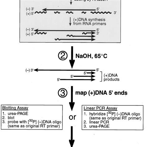 Schematic Of The HIV 1 NL4 3 Proviral Genome Locations Of The