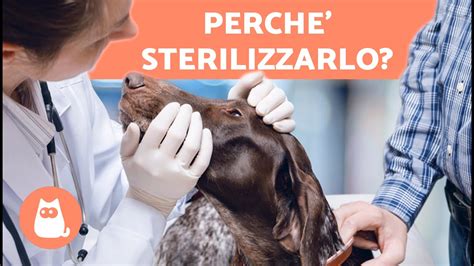 Vantaggi Di Castrare Un Cane Perch Sterilizzare Un Cane Youtube