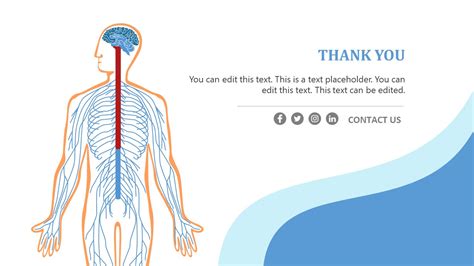 Nervous System Powerpoint Template Slidemodel