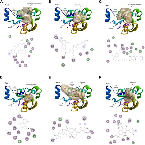 Frontiers Quercetin Suppresses Ros Production And Migration By