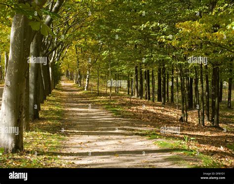 Mediterranean forest hi-res stock photography and images - Alamy