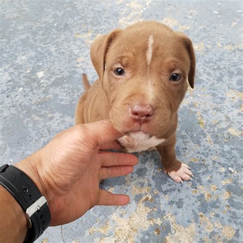 American Pit Bull Terrier Puppies For Sale | Seneca, SC #219882