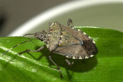 Brown Marmorated Stink Bug Wisconsin Horticulture