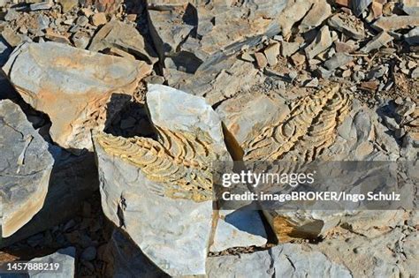 Approx 300 Million Year Old Fossils Of Mesosaurus Tenuidens Near ...