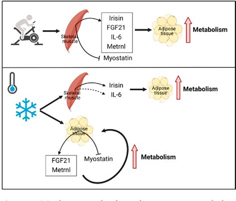 Figure From The Potential Roles Of Myokines In Adipose Tissue