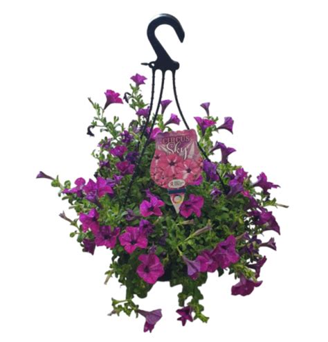 PETUNIA CIRCUS SKY HANGING BASKET 270MM | The Garden Feast