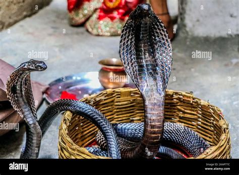 Snakes during the worship of 'Naag' on the occasion of 'Naag Panchami ...