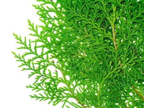 cedar leaf stock  images  backgrounds