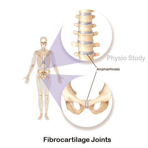 Amphiarthrosis Joint