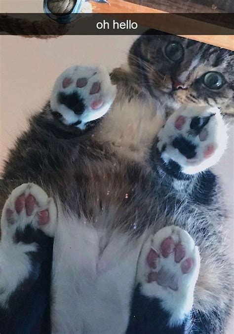 30 Adorable Cats Sleeping On Glass Tables Demilked