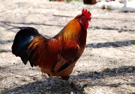 rooster - Mobile Animal Farm Sydney - Petting Zoo Hire | Kindifarm.com