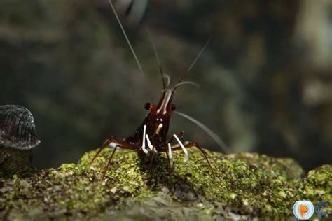 Sulawesi Shrimp ( Rare Species Care Guide )