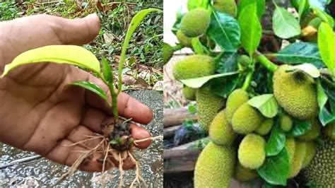 Ide Kreatif Cara Stek Nangka Mini Menggunakan Bawang Merah 100