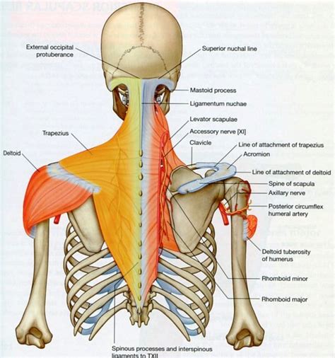 The Shoulder - DXing Pain: the MSK game