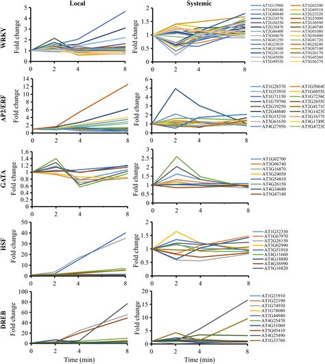 Identification And Characterization Of A Core Set Of Ros Wave