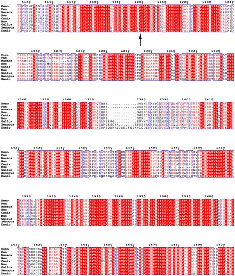 Multiple sequence alignment of NBAS. Strictly conserved residues are ...