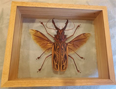 Sabertooth Longhorn Beetle Macrodontia Cervicornis Framed Coleoptera