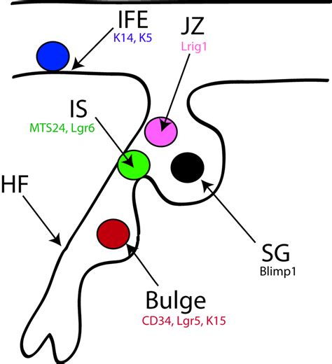 6 Schematic Representation Of The Different Epidermal Stem Cell Download Scientific Diagram