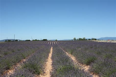 Lavender Provence - Free photo on Pixabay - Pixabay