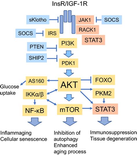 The Insulin Igf Signaling Pathway Including The Most Relevant