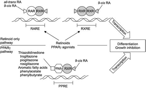 Basic Mechanisms Of Action Of Retinoids And Peroxisome Download