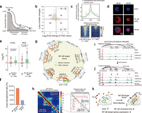 Reorganization Of Chromatin Architecture Around Nf κb Target Gene