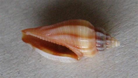 Eucithara Antillarum Reeve Shells Mu Le Lastury