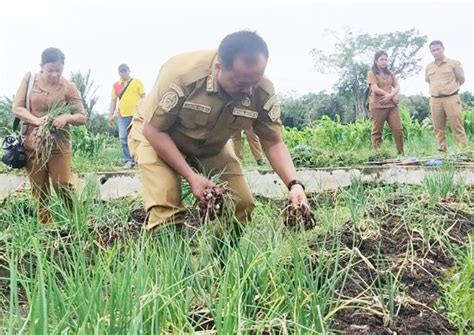 Panen Bawang Varietas Bima Brebes Capai Ton Ha Petani Dipastikan