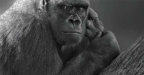 Black and White Photo of a Gorilla · Free Stock Photo