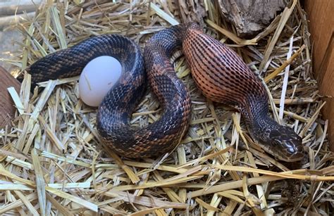 Western Ratsnake From E Maple St Keene TX US On April 1 2022 At 06