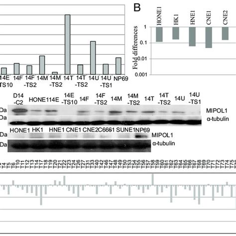 Expression Levels Of Mipol1 In Mchs Tss Npc Cell Lines And Npc