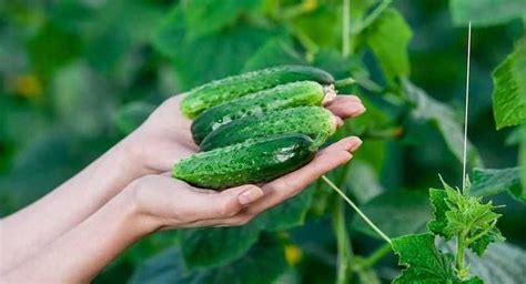 A Person Holding Cucumbers In Their Hands On A Plant With Lots Of Green