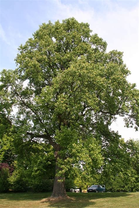 Tulip Poplar Tree Facts, Uses, and Planting Tips - Owlcation